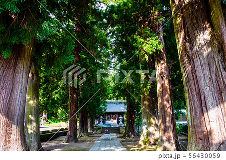 山梨県河口湖町 河口浅間神社 杉並木の参道 山梨県河口湖町 河口浅間神社 杉並木の参道 56430059
