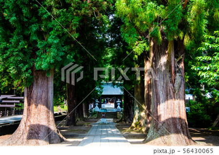 山梨県河口湖町 河口浅間神社 杉並木の参道 56430065