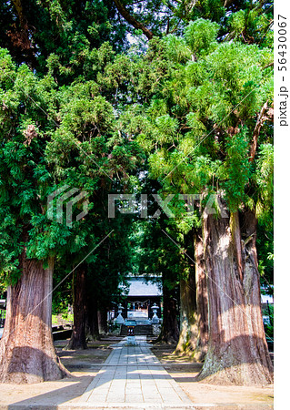 山梨県河口湖町 河口浅間神社 杉並木の参道 56430067