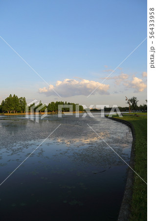 夕暮れの水元公園 夕暮れの水元公園 56433958