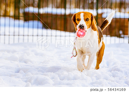 Happy beagle dog run with a ball on the snow 56434169