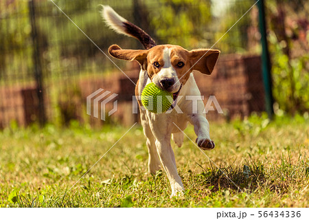 Dog run Beagle fun 56434336