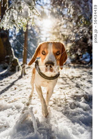 Beagle dog walks in snowy sunny forest 56434439