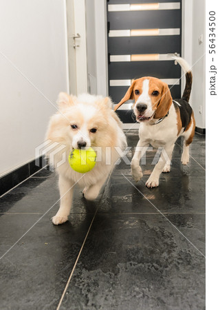 Dogs chase running beagle after german spitz with 56434500