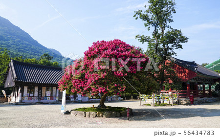 花 赤い 古建築 56434783