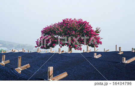 風景 花 ベロン木 56434796