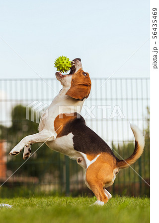 Dog run Beagle fun and jumping Dog run Beagle fun and jumping 56435469