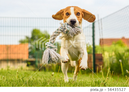 Pet dog Beagle in a garden having fun outdoors Pet dog Beagle in a garden having fun outdoors 56435527