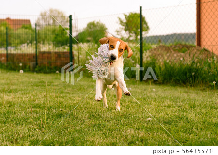 Pet dog Beagle in a garden having fun outdoors Pet dog Beagle in a garden having fun outdoors 56435571