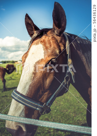 Horse head 56436129