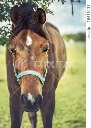 Closeup horse Closeup horse 56436131
