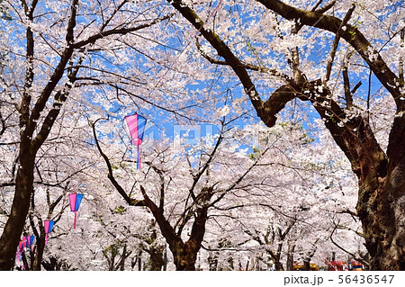 大宮 公園 桜