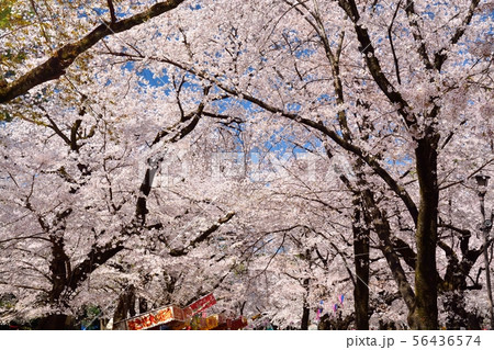 埼玉県大宮公園の桜 埼玉県大宮公園の桜 56436574