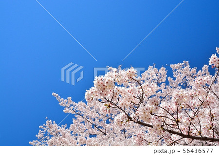 埼玉県大宮公園の桜 埼玉県大宮公園の桜 56436577