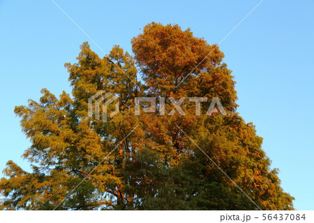 夕暮れの水元公園 56437084