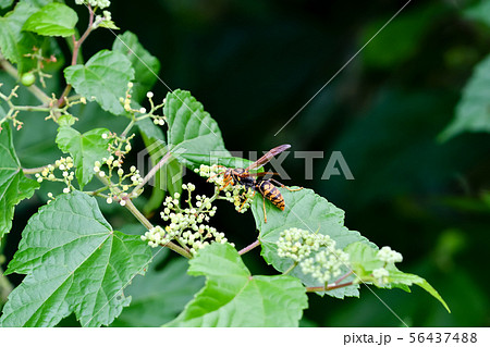セグロアシナガバチ 56437488