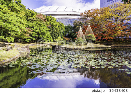 （東京都）小石川後楽園　紅葉 56438408