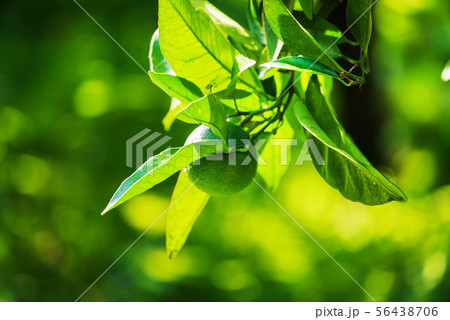 lime fruits on the tree lime fruits on the tree 56438706
