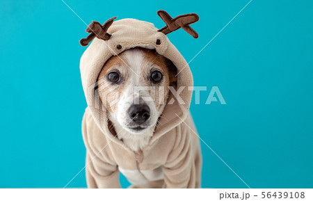 Dog wearing christmas deer costume Dog wearing christmas deer costume 56439108