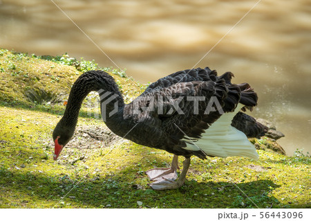 A black swan with a red beak eats grass 56443096