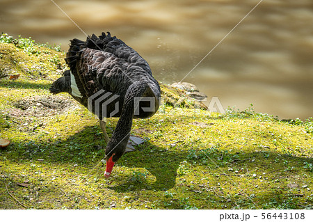 A black swan with a red beak eats grass A black swan with a red beak eats grass 56443108
