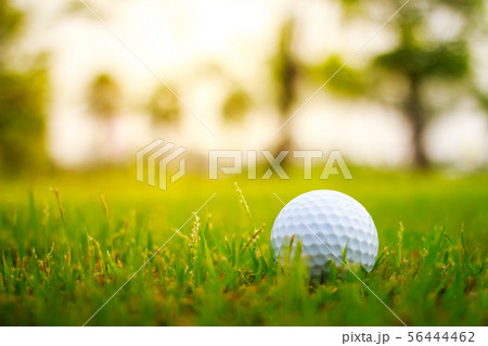 Golf ball on the green 56444462