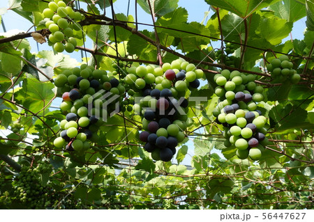 ブドウ 56447627
