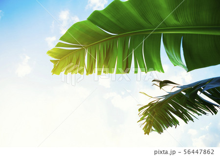 Summer times concept. Look up view of Two green Summer times concept. Look up view of Two green 56447862