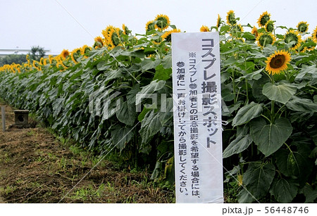 ひまわりコスプレ会場 ひまわりコスプレ会場 56448746
