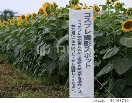 ひまわりコスプレ会場 56448750