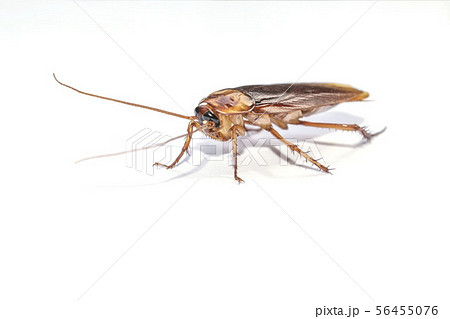 The cockroach isolated on the white background. The cockroach isolated on the white background. 56455076