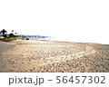 三浦海岸の写真 56457302