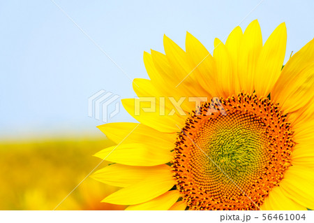 ひまわり 56461004