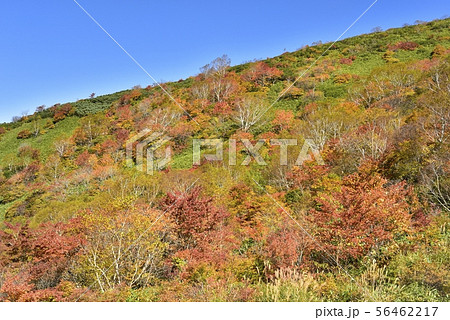 那須連山　熊見曽根登山道からの紅葉の山腹 56462217