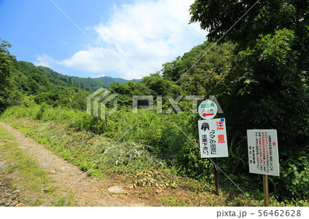 刈込池へ 【福井県大野市 ・ 白山国立公園】 刈込池へ 【福井県大野市 ・ 白山国立公園】 56462628