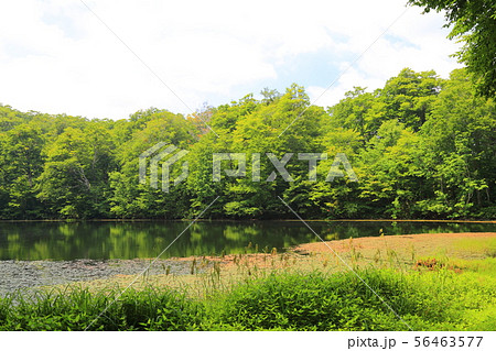 刈込池   【福井県大野市 ・ 白山国立公園】 56463577