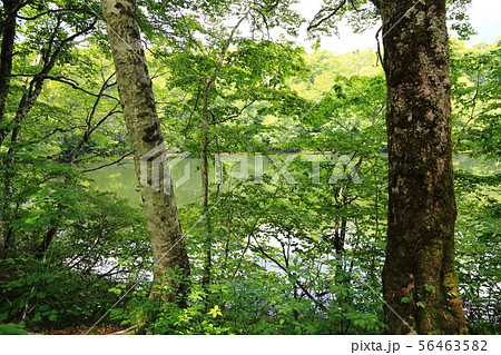 刈込池   【福井県大野市 ・ 白山国立公園】 56463582