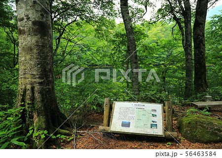 刈込池   【福井県大野市 ・ 白山国立公園】 56463584