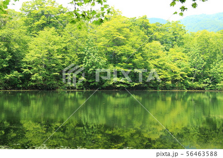 刈込池 【福井県大野市 ・ 白山国立公園】 刈込池 【福井県大野市 ・ 白山国立公園】 56463588