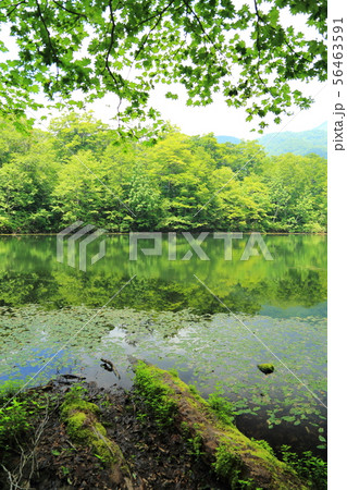 刈込池   【福井県大野市 ・ 白山国立公園】 56463591