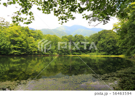 刈込池   【福井県大野市 ・ 白山国立公園】 56463594