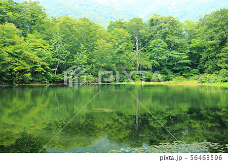 刈込池 【福井県大野市 ・ 白山国立公園】 刈込池 【福井県大野市 ・ 白山国立公園】 56463596