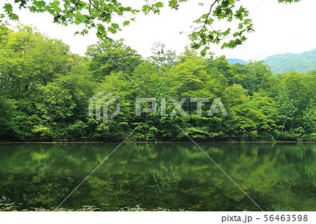刈込池   【福井県大野市 ・ 白山国立公園】 56463598