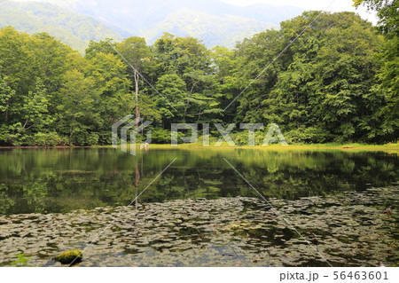 刈込池 【福井県大野市 ・ 白山国立公園】 刈込池 【福井県大野市 ・ 白山国立公園】 56463601