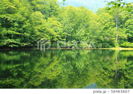 刈込池 【福井県大野市 ・ 白山国立公園】 刈込池 【福井県大野市 ・ 白山国立公園】 56463607