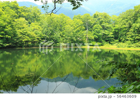 刈込池 【福井県大野市 ・ 白山国立公園】の写真素材 [56463609] - PIXTA