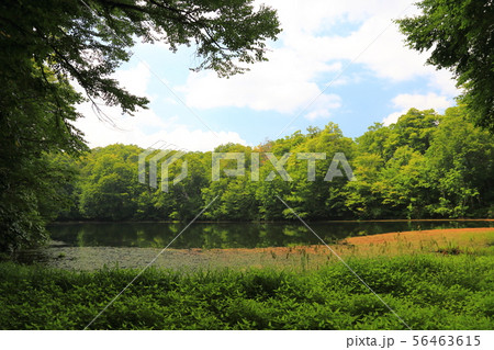 刈込池   【福井県大野市 ・ 白山国立公園】 56463615