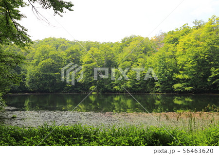 刈込池   【福井県大野市 ・ 白山国立公園】 56463620