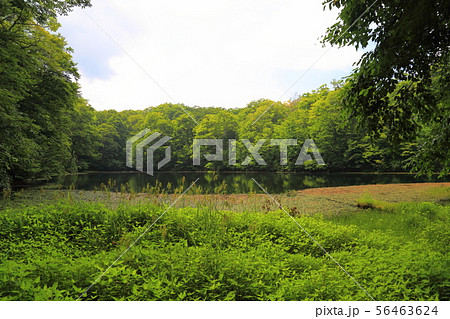 刈込池   【福井県大野市 ・ 白山国立公園】 56463624