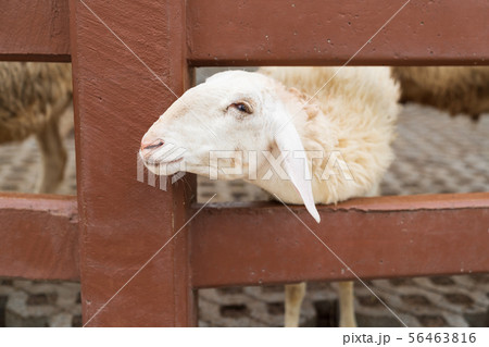 Cute white sheep in the farm. 56463816